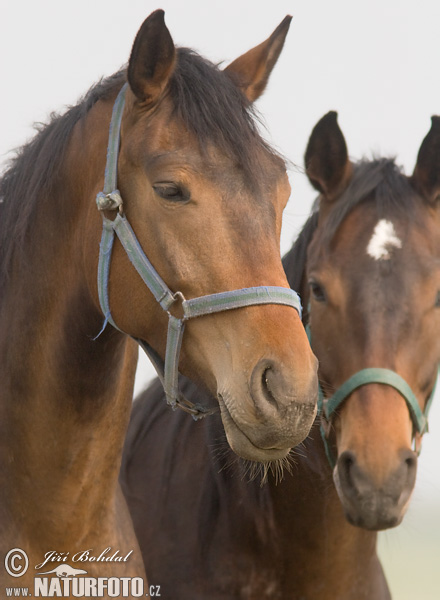 Koň (Equus caballus)