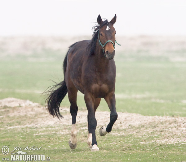 Koň (Equus caballus)