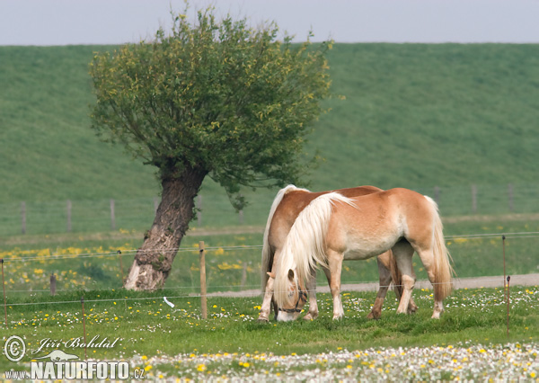 Koň (Equus caballus)