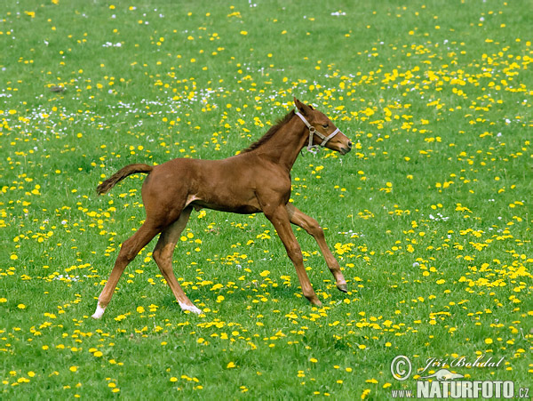 Koň (Equus caballus)