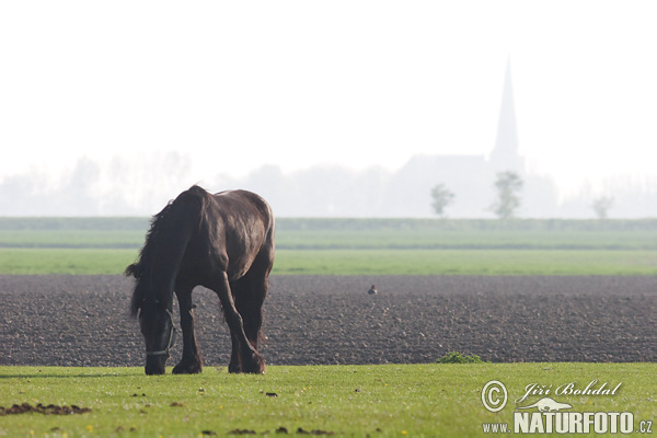 Koň (Equus caballus)