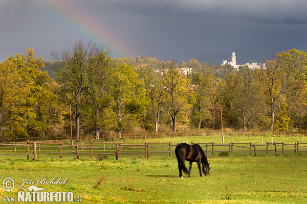 Koň (Equus caballus)