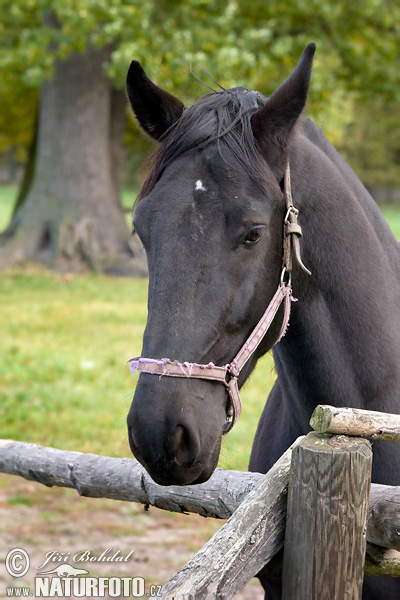 Koň (Equus caballus)