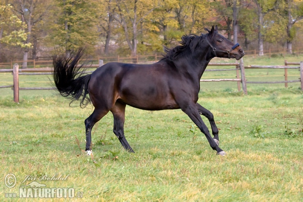 Koň (Equus caballus)