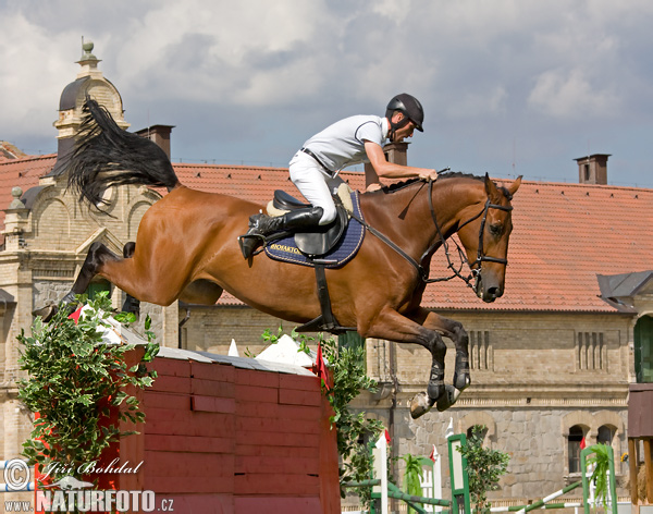 Koň (Equus caballus)