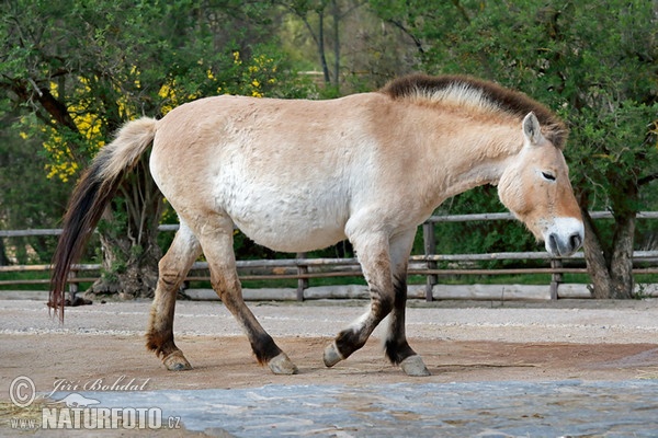 Kôň Przewalského (Equus przewalskii)