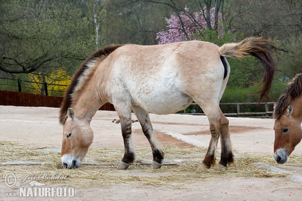 Kôň Przewalského (Equus przewalskii)