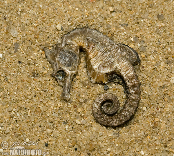 Koníček (Hippocampus sp.)