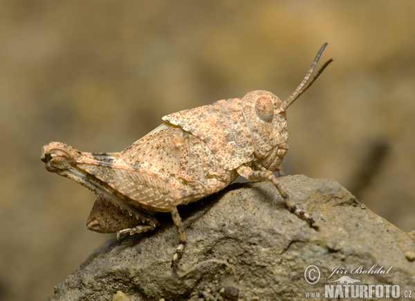 Koník (Califera sp.)