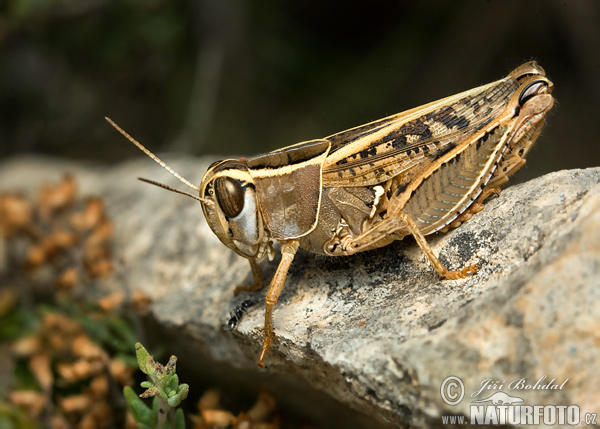 Koník (Califera sp.)