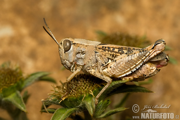 Koník (Califera sp.)