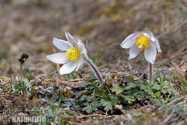 Koniklec jarní (Pulsatilla vernalis)
