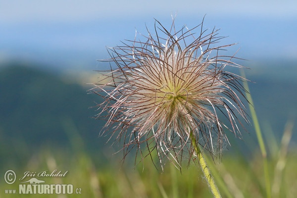 Koniklec luční český (Pulsatilla pratensis subsp. bohemica)