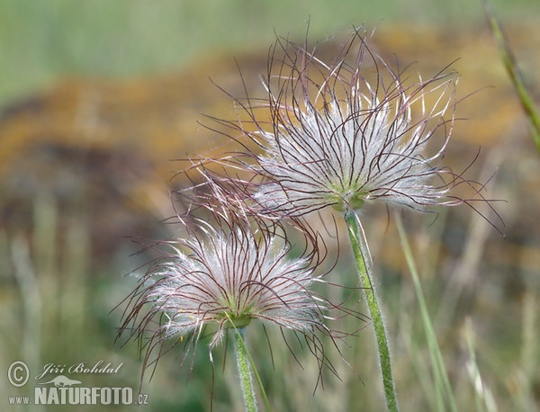 Koniklec luční český (Pulsatilla pratensis subsp. bohemica)