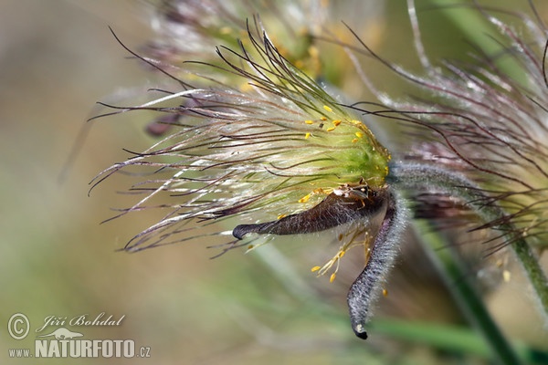 Koniklec luční český (Pulsatilla pratensis subsp. bohemica)