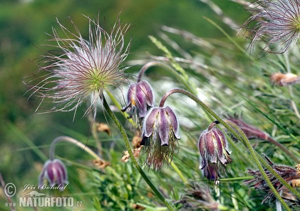 Koniklec luční český (Pulsatilla pratensis subsp. bohemica)