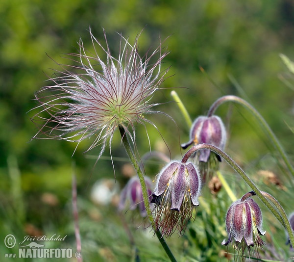 Koniklec luční český (Pulsatilla pratensis subsp. bohemica)