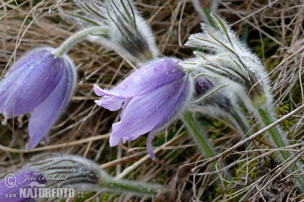 Koniklec velkokvětý (Pulsatilla grandis)