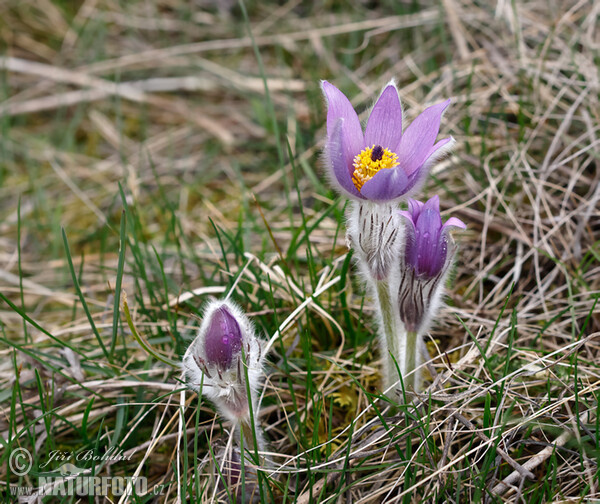 Koniklec velkokvětý (Pulsatilla grandis)