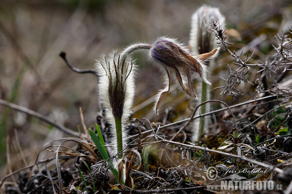 Koniklec velkokvětý (Pulsatilla grandis)