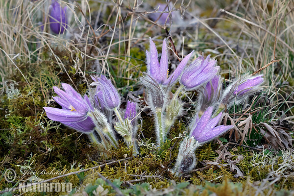 Koniklec velkokvětý (Pulsatilla grandis)