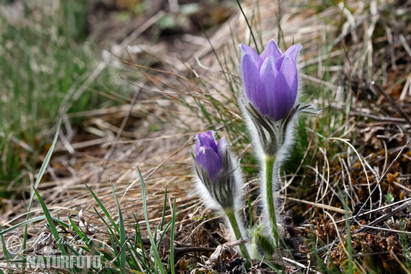 Koniklec velkokvětý (Pulsatilla grandis)