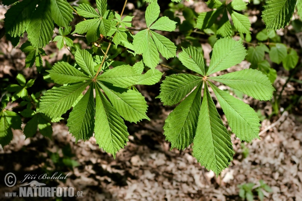 Koňský kaštan (Aesculus hippocastanum)