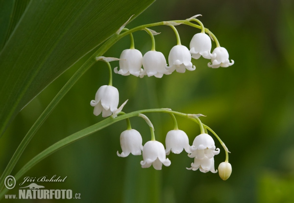 Konvalinka voňavá (Convallaria majalis)