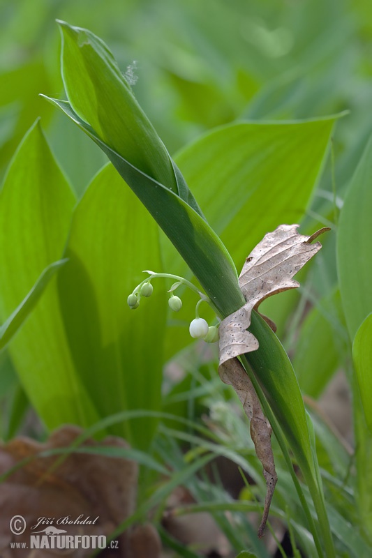 Konvalinka voňavá (Convallaria majalis)