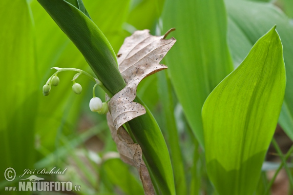 Konvalinka voňavá (Convallaria majalis)