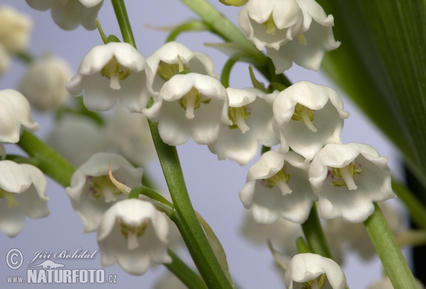 Konvalinka voňavá (Convallaria majalis)