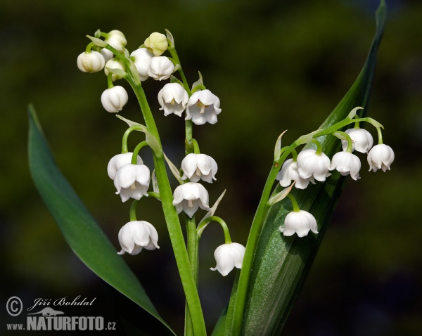 Konvalinka voňavá (Convallaria majalis)