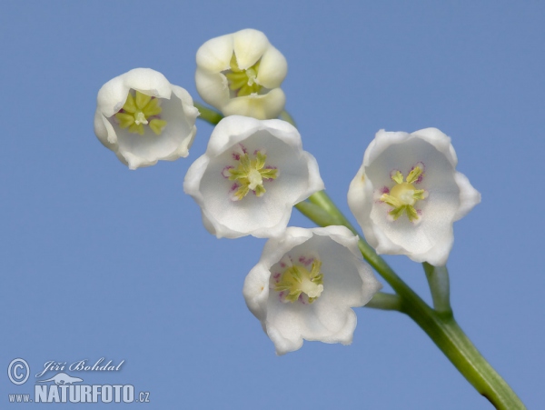 Konvalinka voňavá (Convallaria majalis)