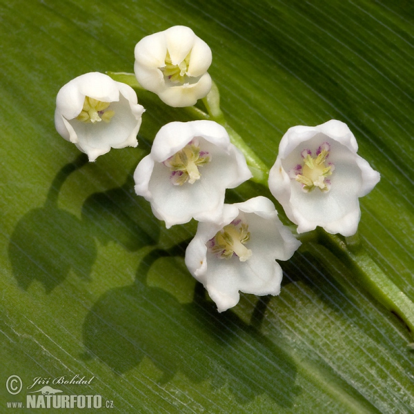 Konvalinka voňavá (Convallaria majalis)