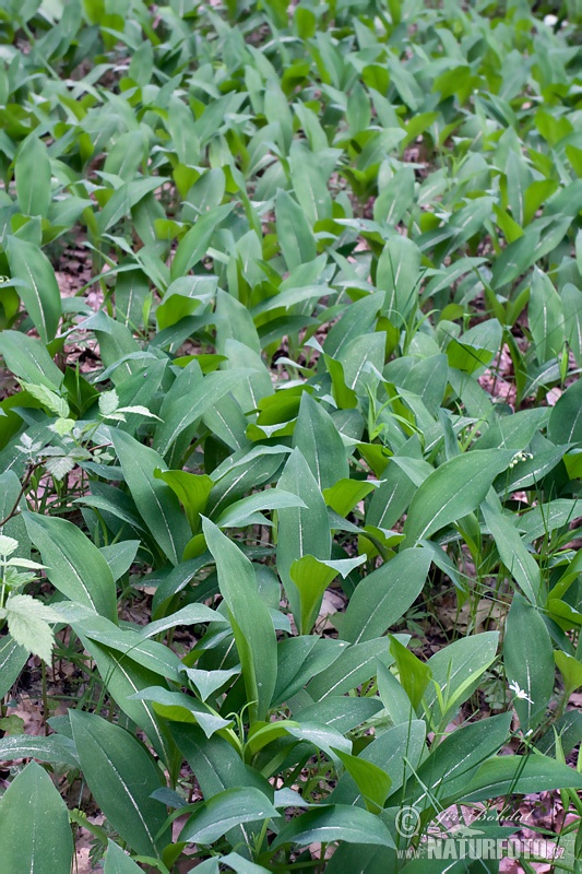 Konvalinka voňavá (Convallaria majalis)
