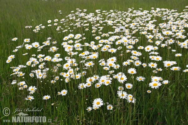 Kopretina bílá (Leucanthemum vulgare)