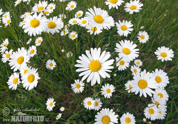 Kopretina bílá (Leucanthemum vulgare)