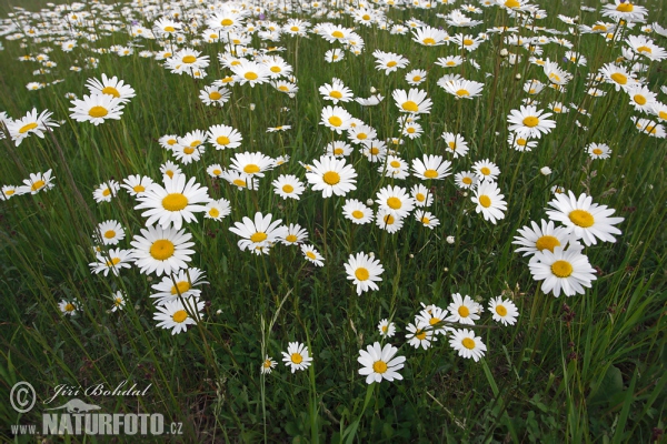 Kopretina bílá (Leucanthemum vulgare)