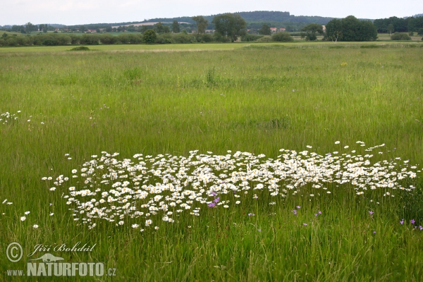 Kopretina bílá (Leucanthemum vulgare)