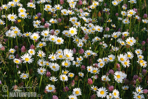 Kopretina bílá (Leucanthemum vulgare)