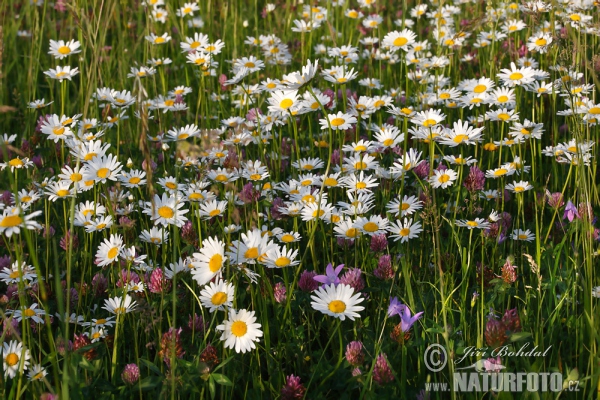 Kopretina bílá (Leucanthemum vulgare)