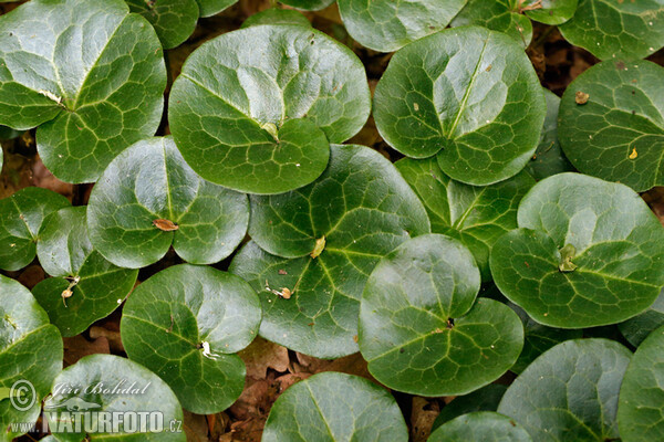 Kopytník európsky (Asarum europaeum)