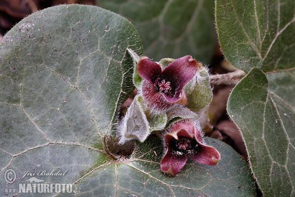 Kopytník európsky (Asarum europaeum)