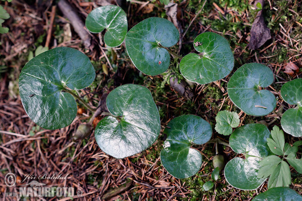 Kopytník európsky (Asarum europaeum)