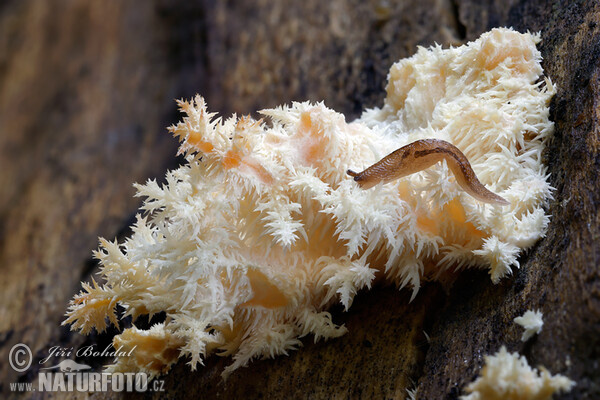 Korálovec bukový (Hericium clathroides)