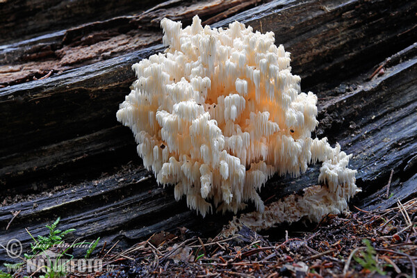 koralovec jedľový (Hericium flagellum)