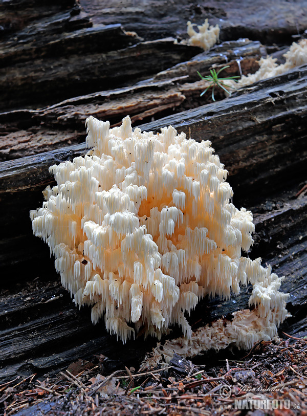 koralovec jedľový (Hericium flagellum)