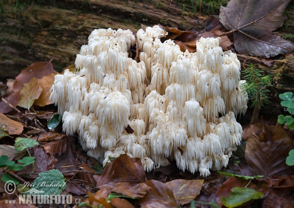 koralovec jedľový (Hericium flagellum)