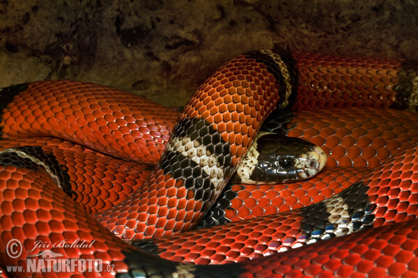 Korálovka sedlatá (Lampropeltis triangulum)