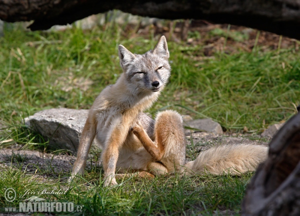 Korsak (Vulpes corsac)